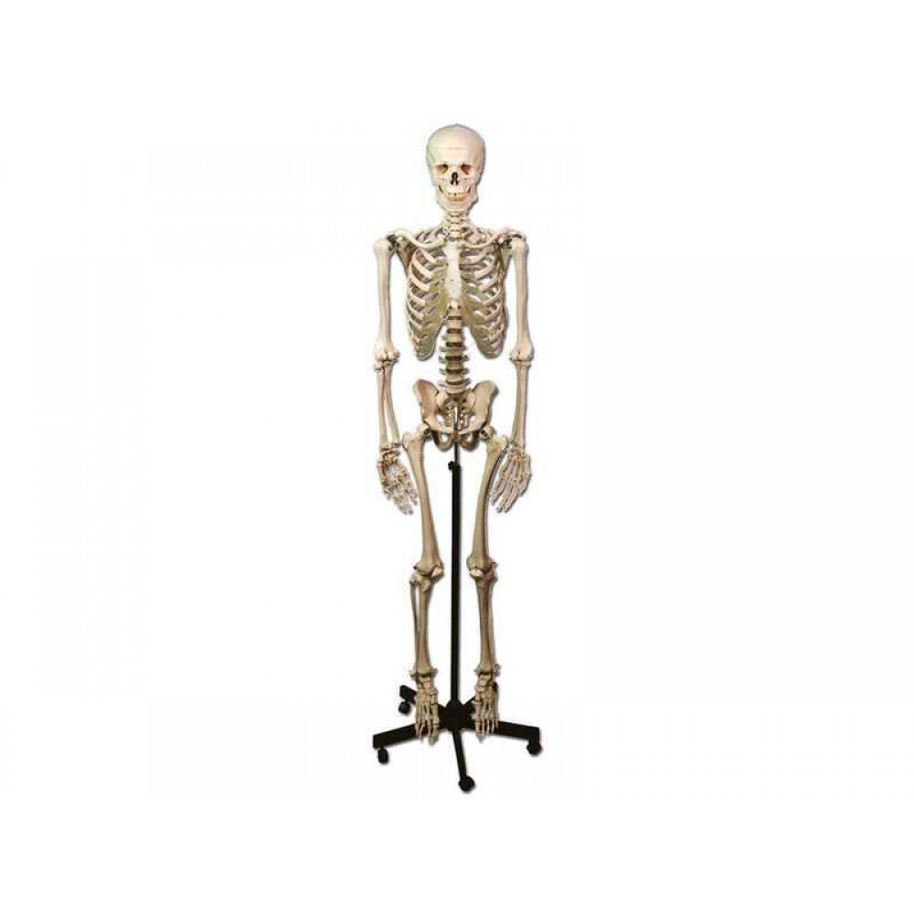 Πρόπλασμα Ανθρώπινου Σκελετού Gima