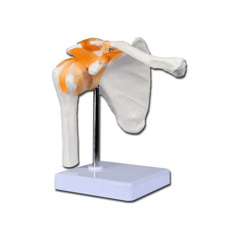 Πρόπλασμα Ανθρώπινου Ώμου Gima