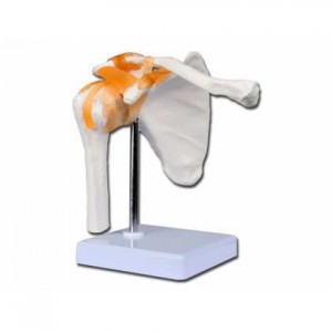 Πρόπλασμα Ανθρώπινου Ώμου Gima