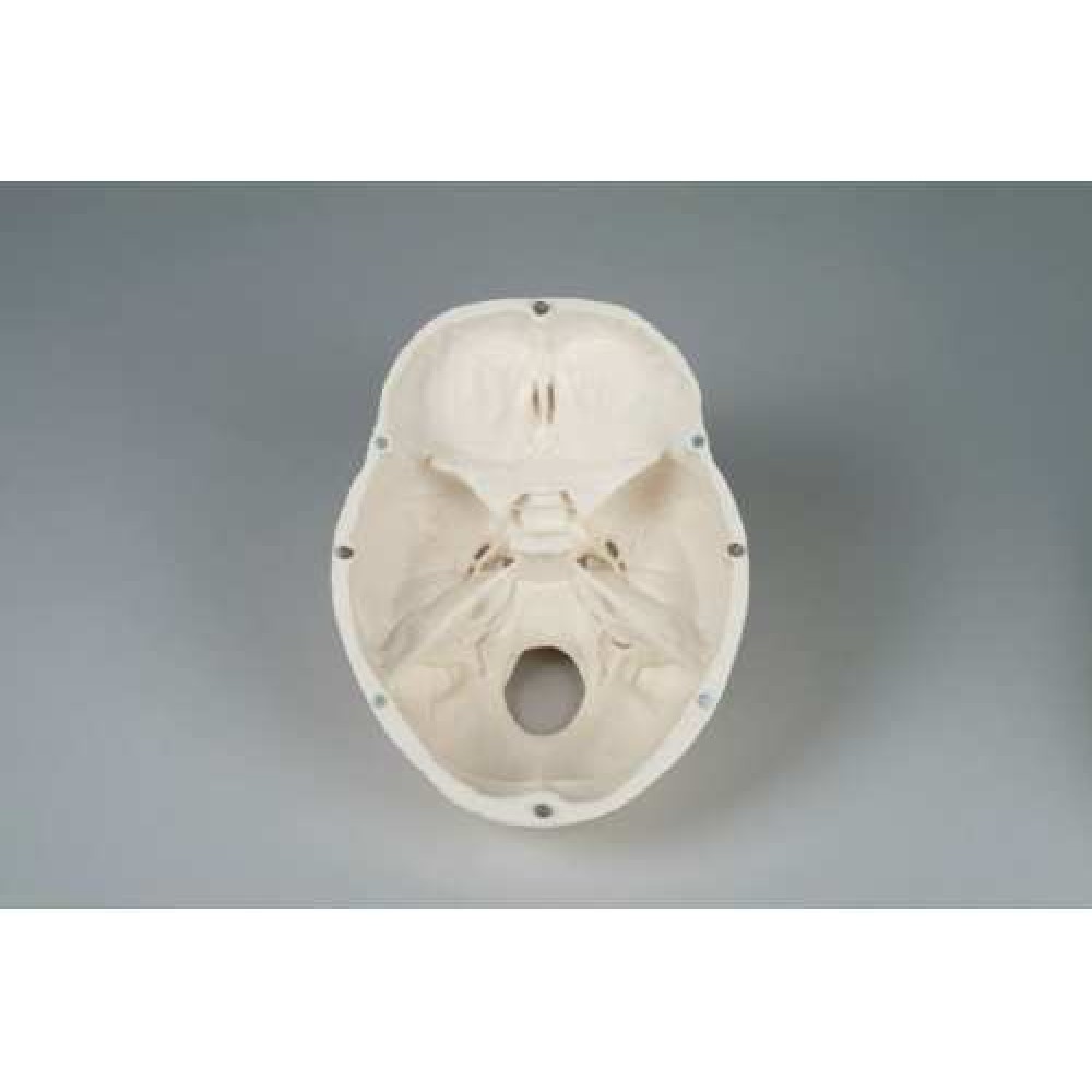 Πρόπλασμα Ανθρώπινου Κρανίου Gima