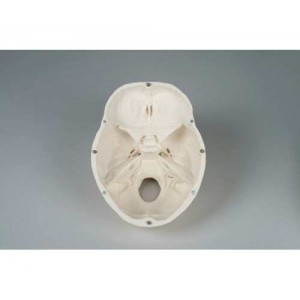 Πρόπλασμα Ανθρώπινου Κρανίου Gima