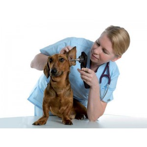 Κτηνιατρικό βίντεο ωτοσκόπιο MD Scope 3 κεφαλές Apple Biomedical