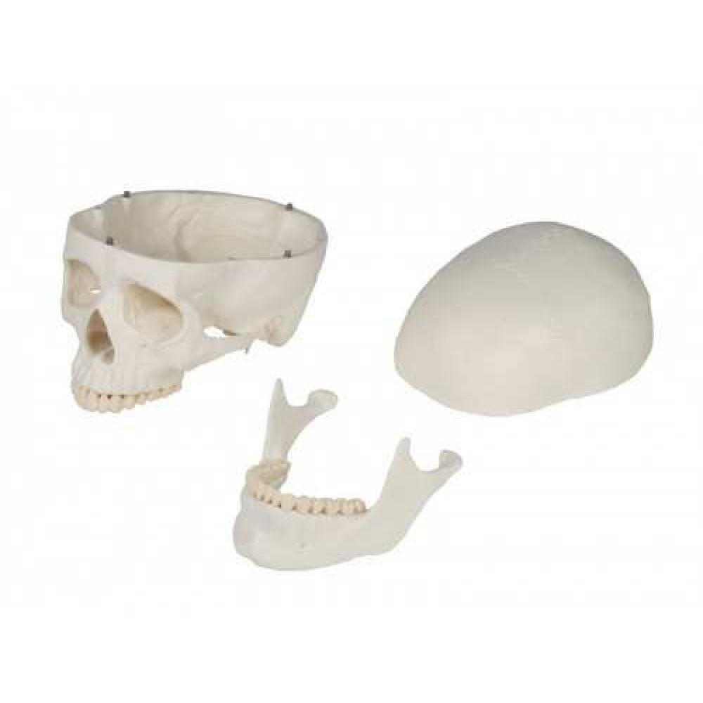 Πρόπλασμα Ανθρώπινου Κρανίου Gima