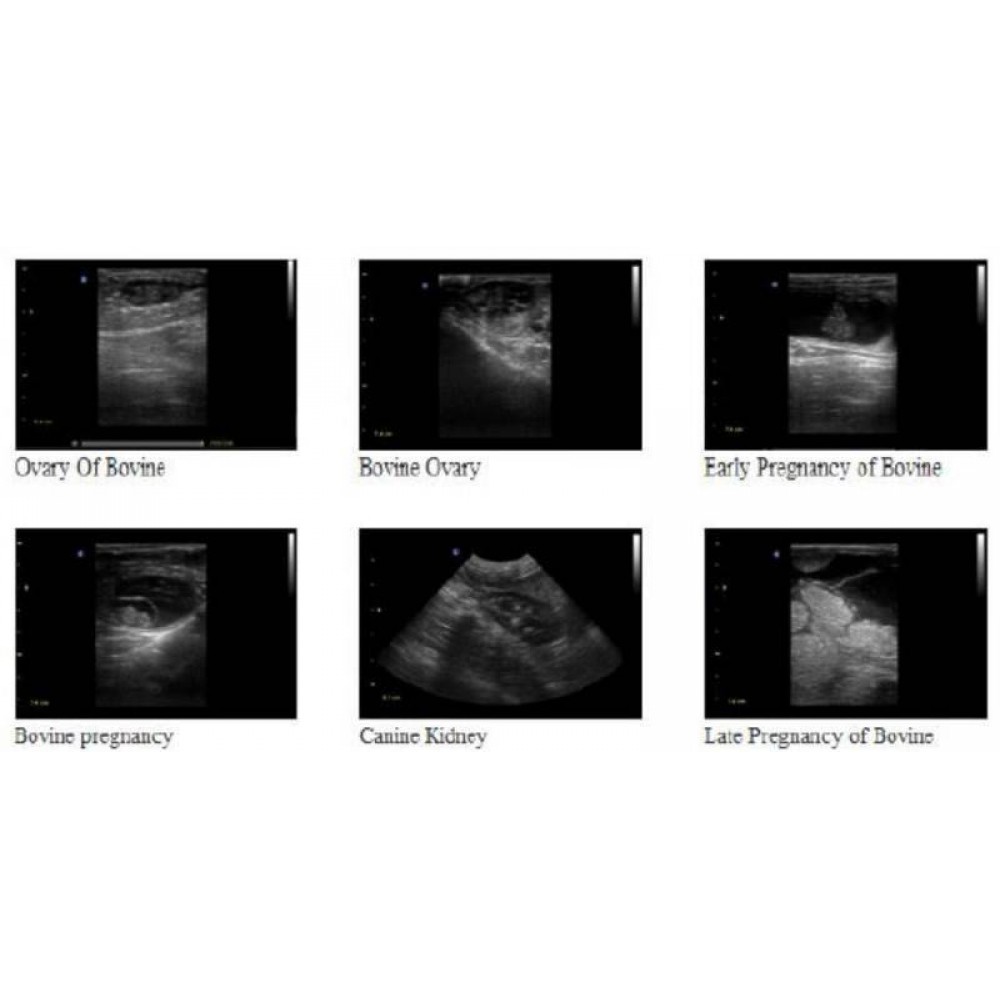 Κτηνιατρικός Ασπρόμαυρος Υπερηχοτομογράφος Eco1 Vet Chison