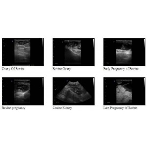 Κτηνιατρικός Ασπρόμαυρος Υπερηχοτομογράφος Eco1 Vet Chison