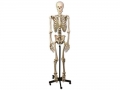 Πρόπλασμα Ανθρώπινου Σκελετού Gima 